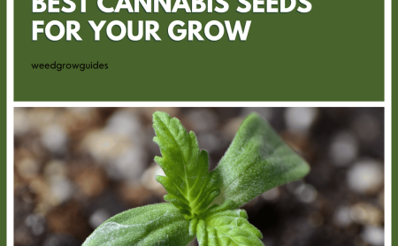 How to Choose the Best Cannabis Seeds for Your Grow